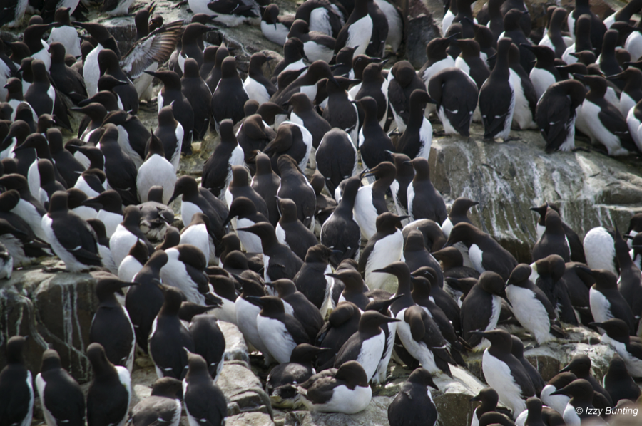 Guillemots, Farne Islands, Northumberland